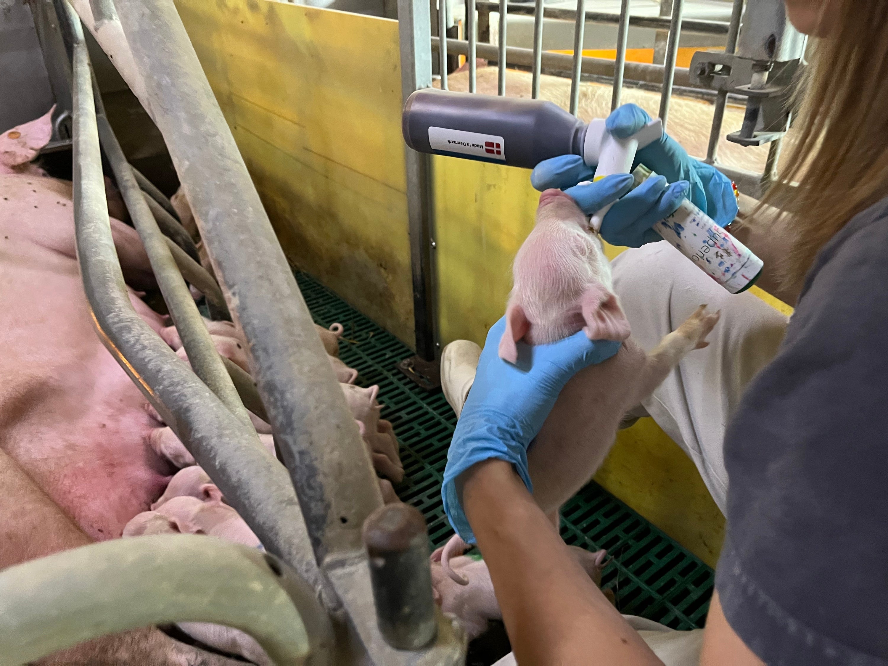 Gode råd til hvordan du bruger Pig Start til optimal pattegriseoverlevelse