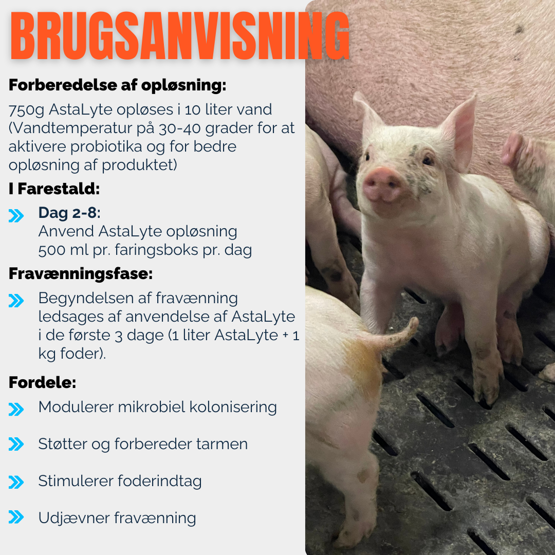 AstaLyte – Elektrolytter & Probiotika til pattegrise | Undgå dehydrering & styrk tarmen