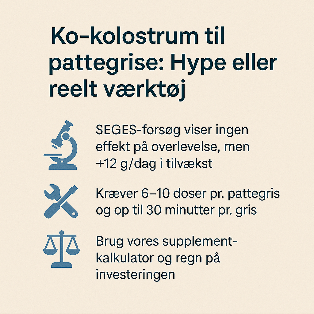 Infografik om ko-kolostrum til pattegrise: SEGES-resultater viser ingen effekt på overlevelse, men +12 g daglig tilvækst; kræver 6–10 doser og op til 30 minutters arbejdstid pr. gris; link til supplement-beregner for økonomisk vurdering